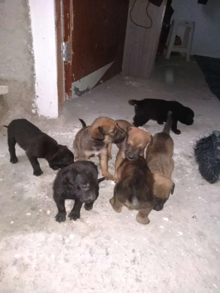 Cachorro ra a Vira lata idade Abaixo de 2 meses nome São filhotes 