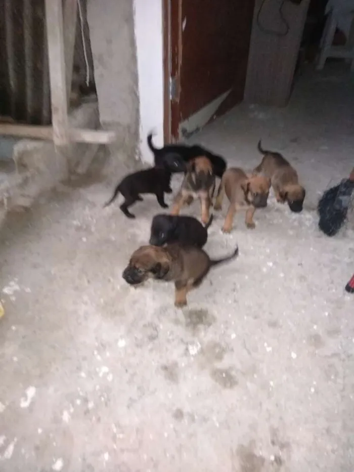 Cachorro ra a Vira lata idade Abaixo de 2 meses nome São filhotes 