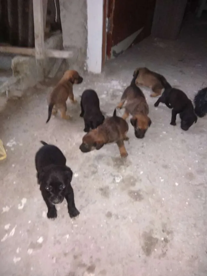 Cachorro ra a Vira lata idade Abaixo de 2 meses nome São filhotes 