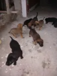 São filhotes