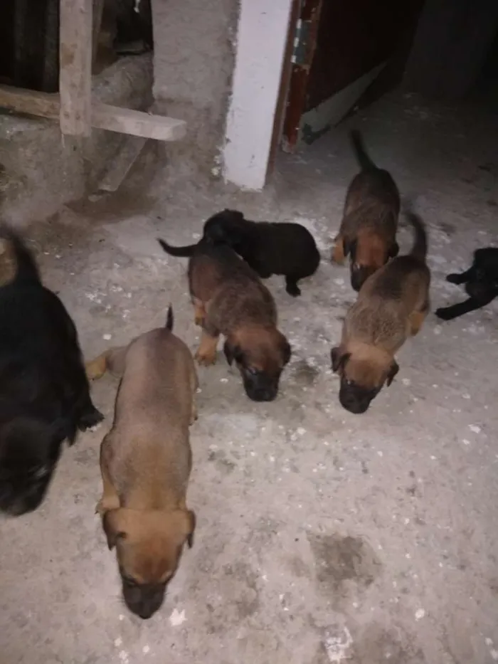 Cachorro ra a Vira lata idade Abaixo de 2 meses nome São filhotes 