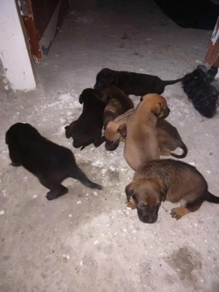 Cachorro ra a Vira lata idade Abaixo de 2 meses nome São filhotes 