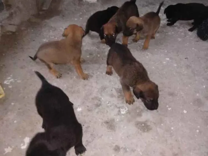 Cachorro ra a Vira lata idade Abaixo de 2 meses nome São filhotes 