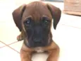 Simba