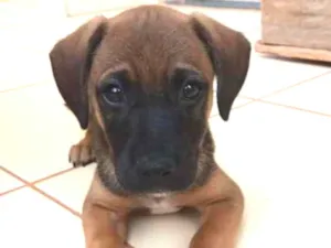 Cachorro raça Indefinida  idade 2 a 6 meses nome Simba