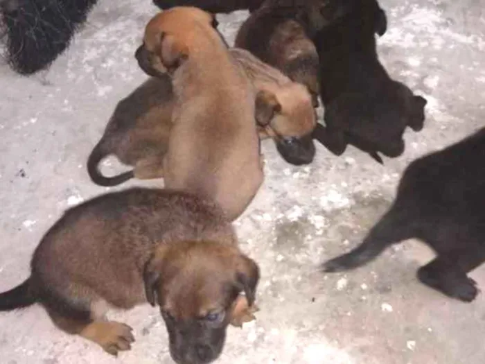 Cachorro ra a Vira lata idade Abaixo de 2 meses nome São filhotes 