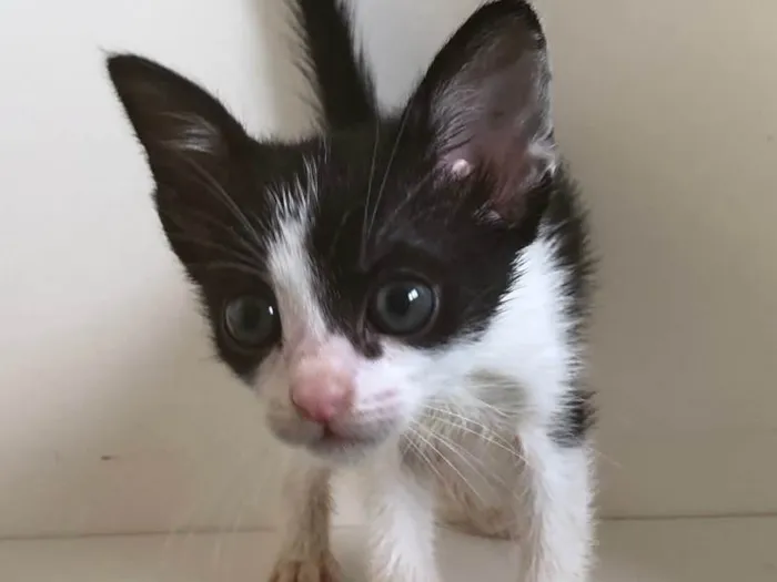 Gato ra a SRD idade 2 a 6 meses nome João e Ricardo 