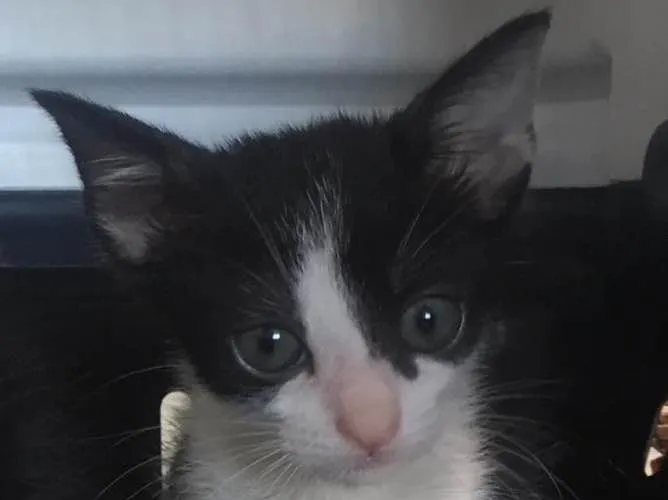 Gato ra a SRD idade 2 a 6 meses nome João e Ricardo 