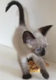Felix gatinho