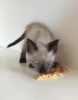 Felix gatinho