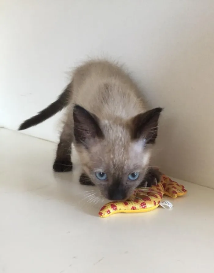 Gato ra a SRD idade 2 a 6 meses nome Felix gatinho