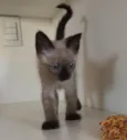 Felix gatinho