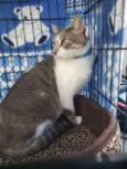 Simba