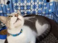 Simba