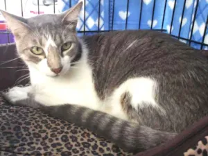 Gato raça SRD idade 2 anos nome Simba