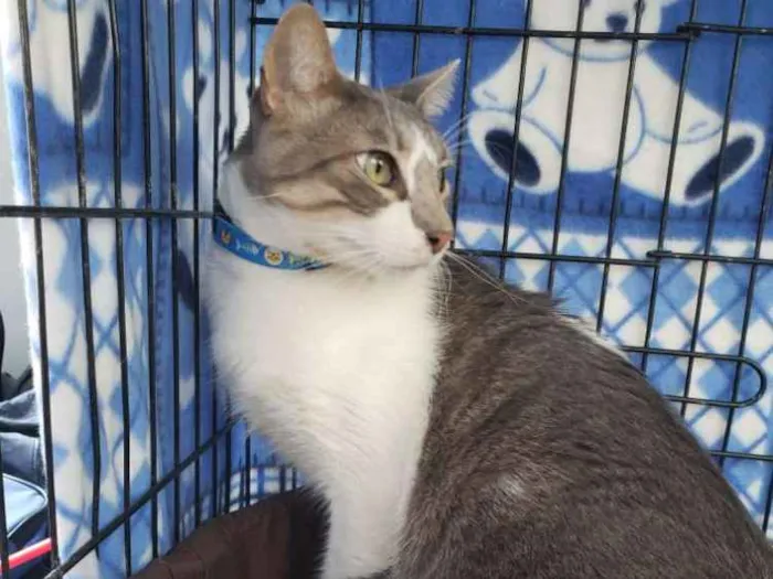 Gato ra a SRD idade 2 anos nome Simba