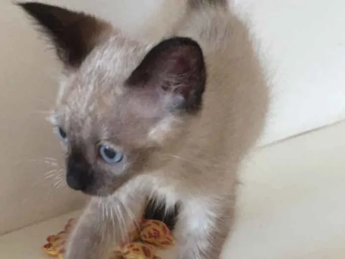 Gato ra a SRD idade 2 a 6 meses nome Felix gatinho