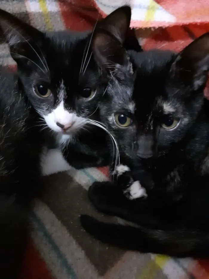 Gato ra a SRD idade 2 a 6 meses nome Tricolor e Frajola