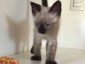 Gato raça SRD idade 2 a 6 meses nome Felix gatinho