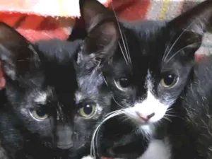 Gato raça SRD idade 2 a 6 meses nome Tricolor e Frajola