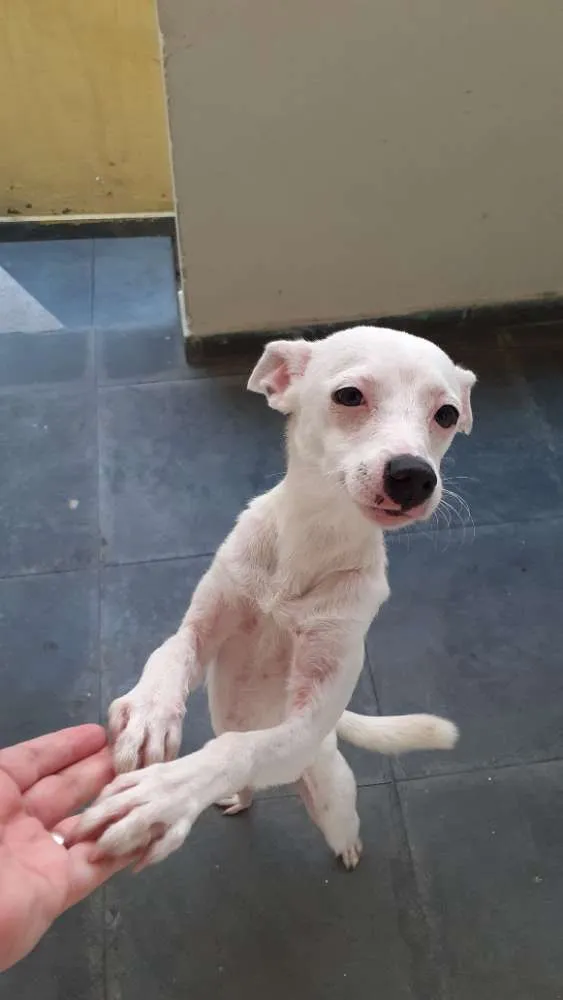 Cachorro ra a Sem raça definida idade 2 a 6 meses nome Lua