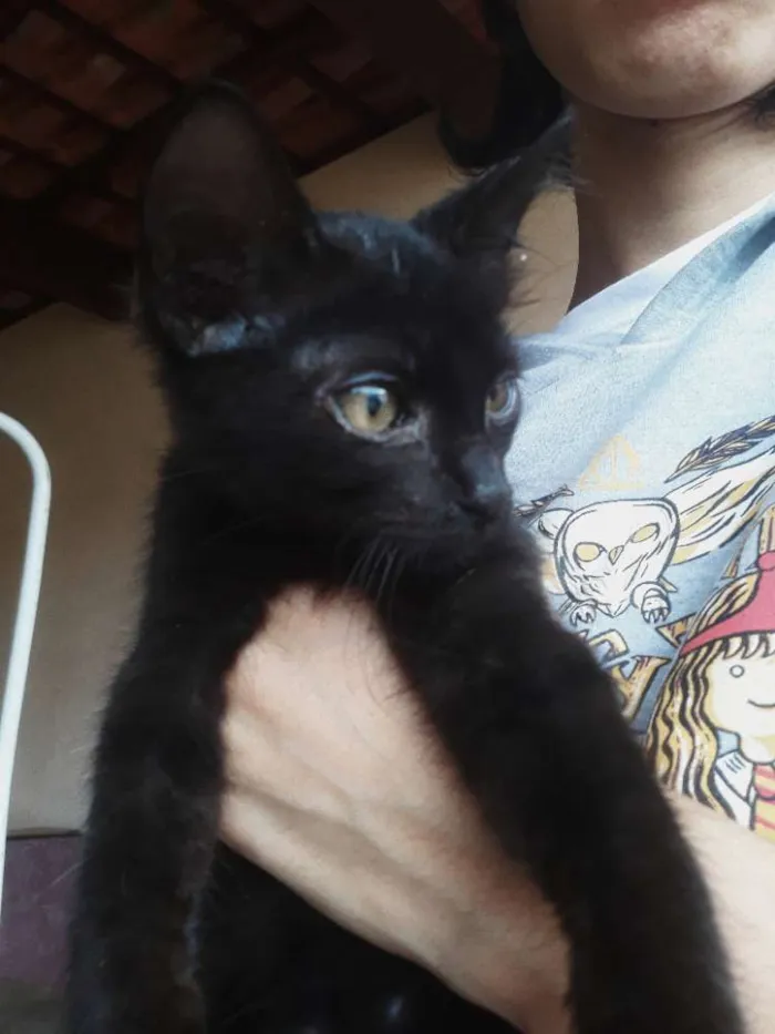 Gato ra a  idade 2 a 6 meses nome Nao tem nome