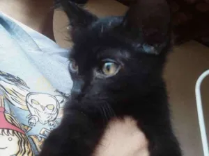 Gato raça  idade 2 a 6 meses nome Nao tem nome