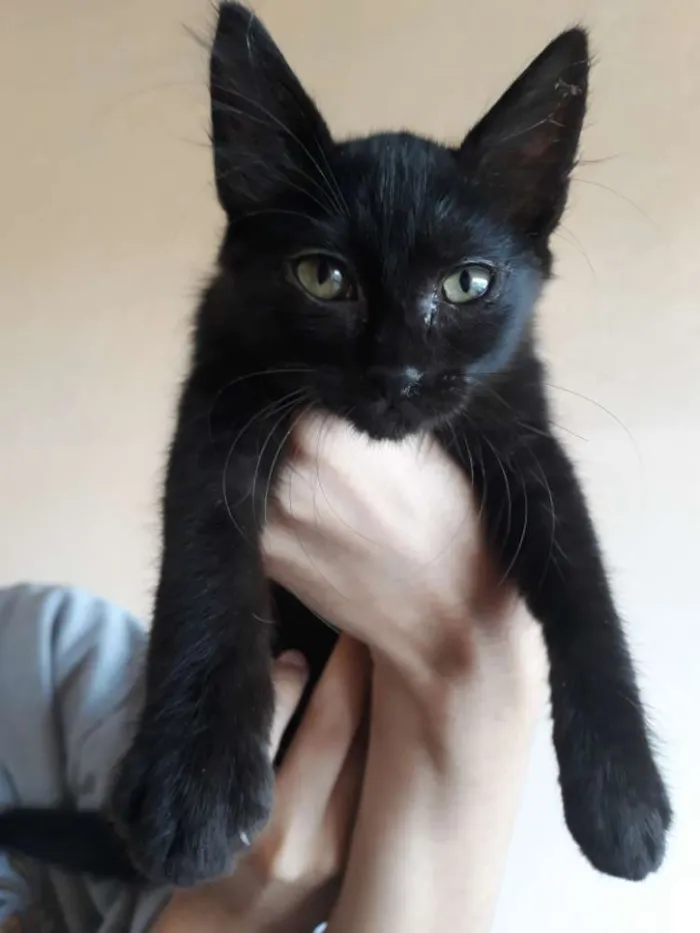 Gato ra a  idade 2 a 6 meses nome Nao tem nome