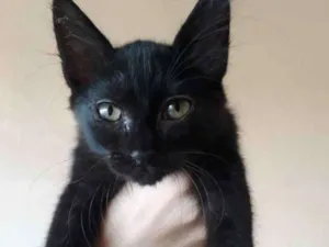 Gato raça  idade 2 a 6 meses nome Nao tem nome