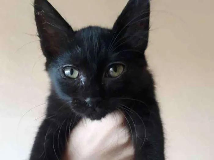 Gato ra a  idade 2 a 6 meses nome Nao tem nome