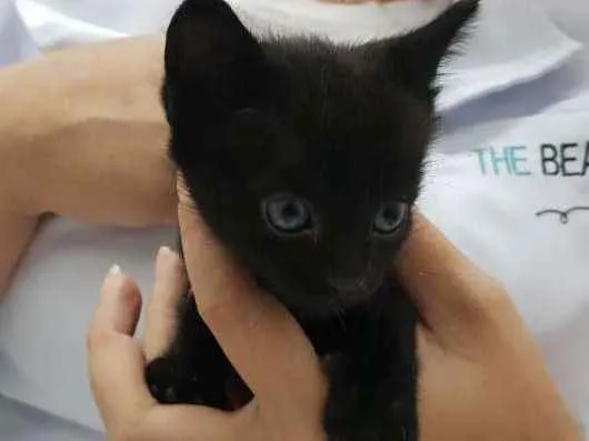 Gato raça  idade Abaixo de 2 meses nome Faisca