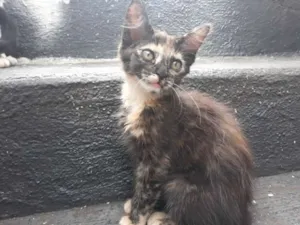 Gato raça S/D idade 2 a 6 meses nome Pretinha