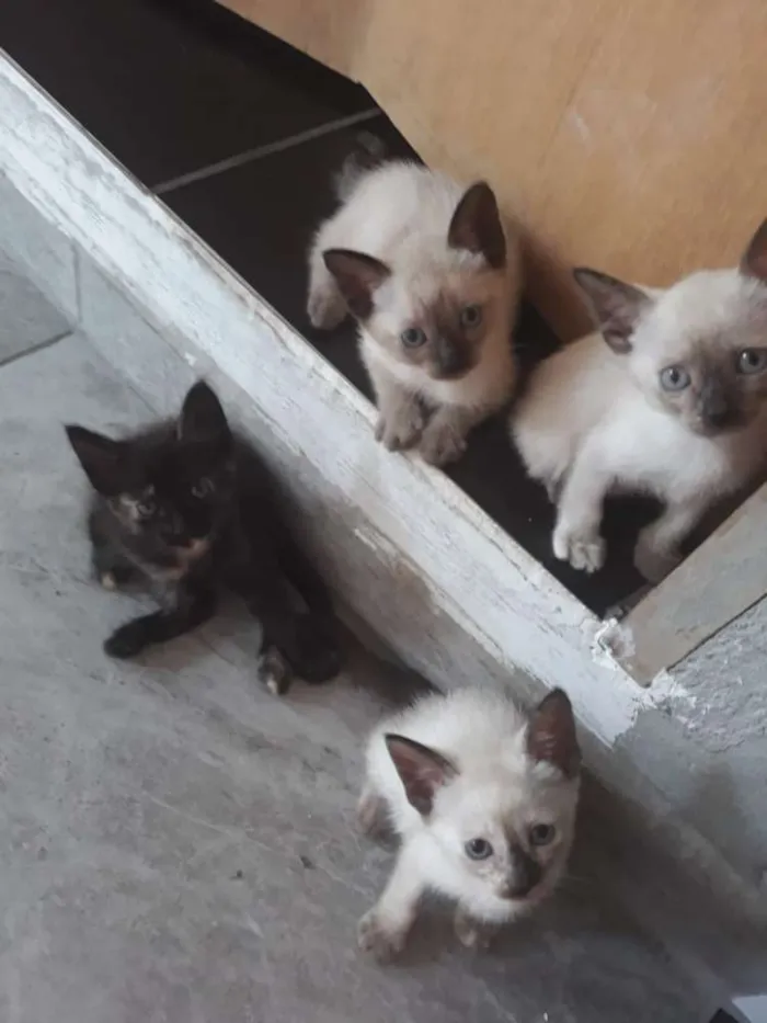 Gato ra a Srd  idade Abaixo de 2 meses nome Filhotes 