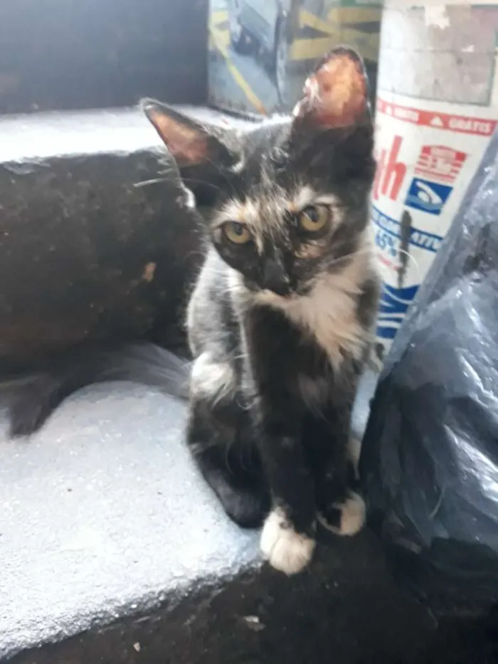 Gato ra a S/D idade 2 a 6 meses nome Lili