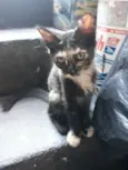 Lili