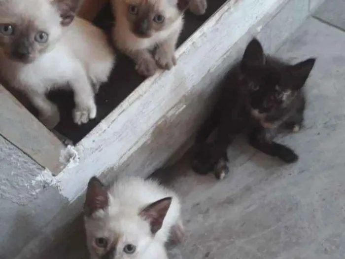 Gato ra a Srd  idade Abaixo de 2 meses nome Filhotes 