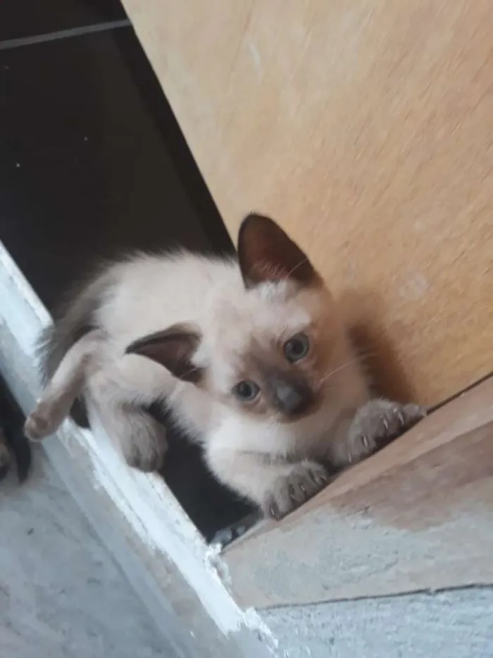 Gato ra a Srd  idade Abaixo de 2 meses nome Filhotes 