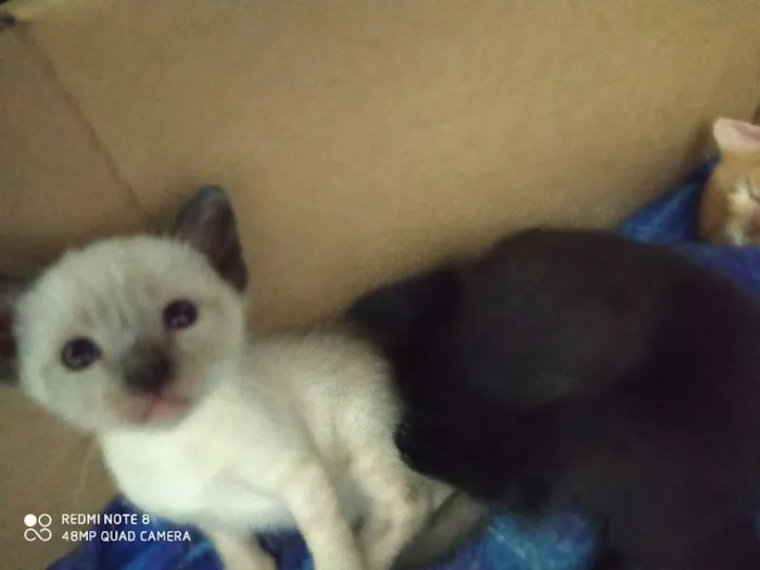 Gato ra a Srd  idade Abaixo de 2 meses nome Filhotes 