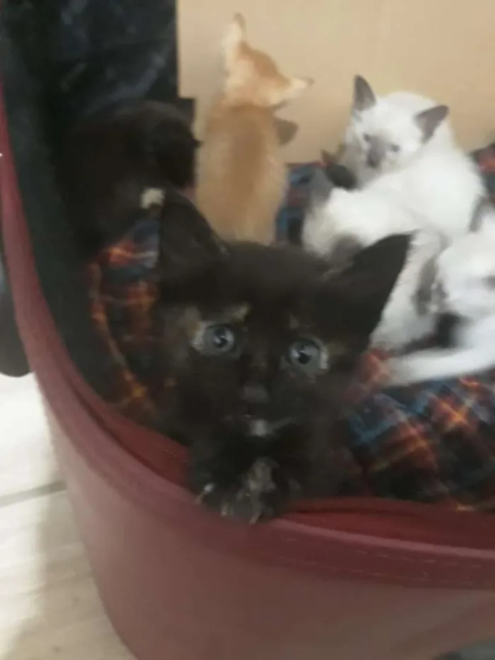 Gato ra a Srd  idade Abaixo de 2 meses nome Filhotes 