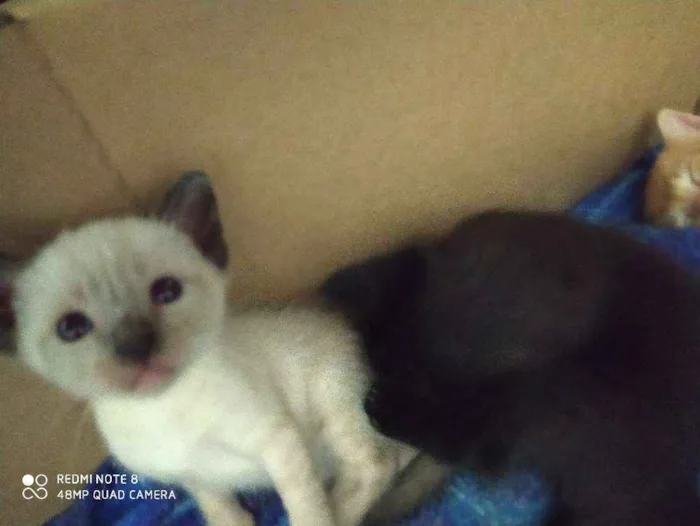 Gato ra a Srd  idade Abaixo de 2 meses nome Filhotes 
