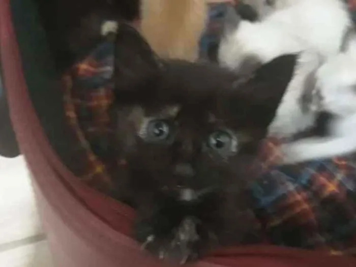Gato ra a Srd  idade Abaixo de 2 meses nome Filhotes 