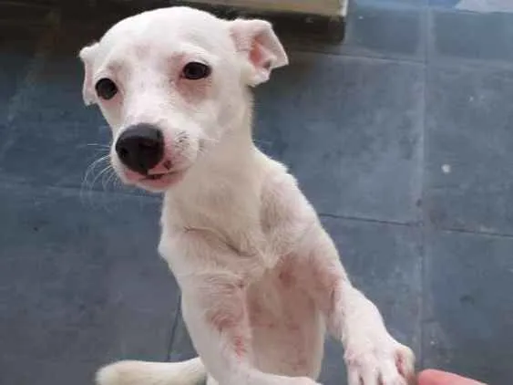 Cachorro ra a Sem raça definida idade 2 a 6 meses nome Lua