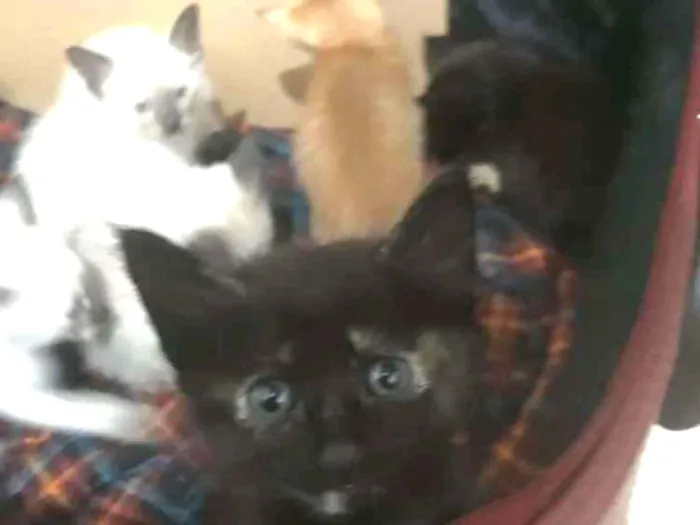 Gato ra a Srd  idade Abaixo de 2 meses nome Filhotes 