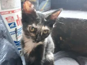 Gato raça S/D idade 2 a 6 meses nome Lili