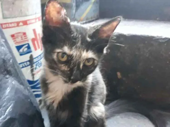 Gato ra a S/D idade 2 a 6 meses nome Lili