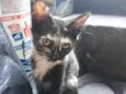 Lili