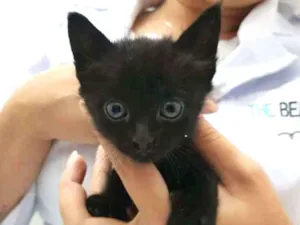 Gato raça  idade Abaixo de 2 meses nome Faisca