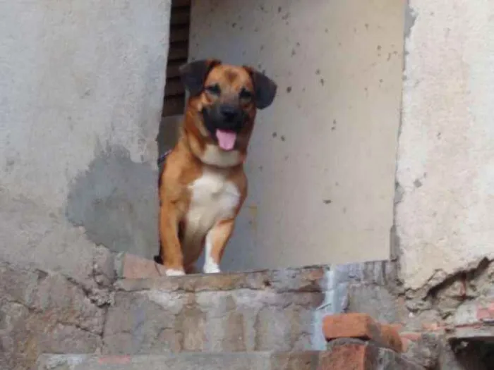 Cachorro ra a Boca negra com vira lata idade 7 a 11 meses nome Bradock