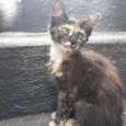 Lili