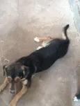 Pitoco e nina